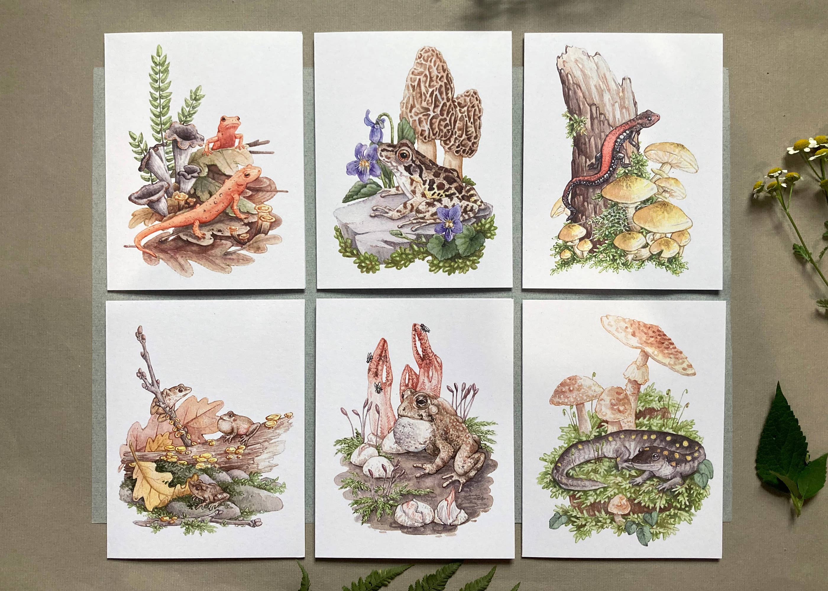 6 Amphibians & Fungi On Blank Recycled Cards - Lucinda Rowe Art ...